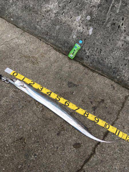 ドラゴン捕獲！