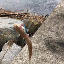 初ライトショアジギング