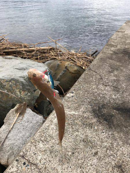 初ライトショアジギング