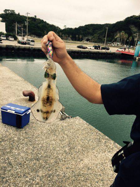 人生2回目のエギング