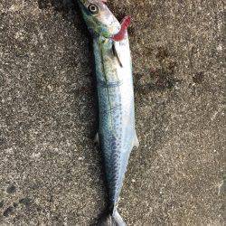 SSJで謎の魚ゲットしました