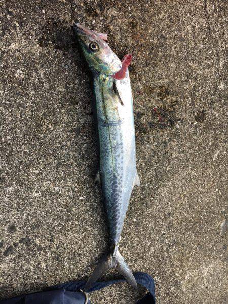 SSJで謎の魚ゲットしました