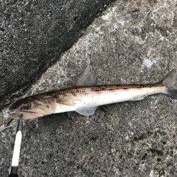 アジングでエソ他