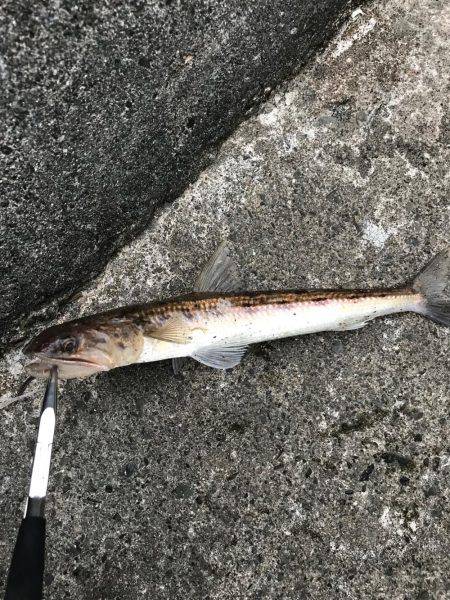 アジングでエソ他