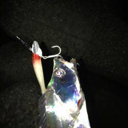 昨日の雨の影響、皆無！