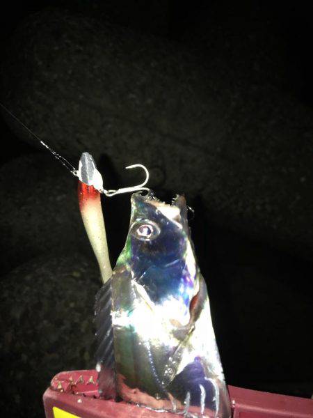 昨日の雨の影響、皆無！