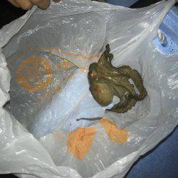 エギング。またタコが