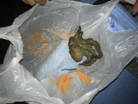 エギング。またタコが