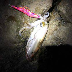 磯でアオリイカ