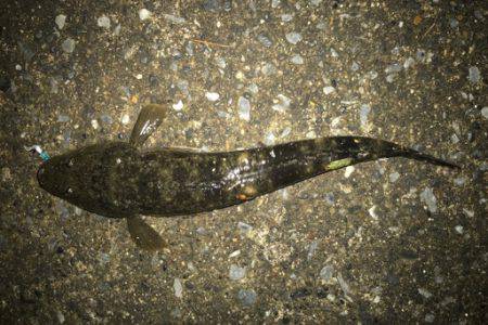 アジングのはずが...