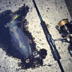 まったりエギング