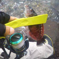 ガシラを求めて