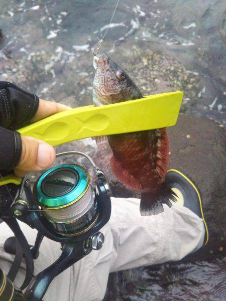 ガシラを求めて