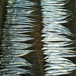 阿南市の辰巳でタチウオ絶好調