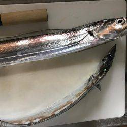 ジグでタチウオ