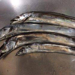 太刀魚、ボチボチ。