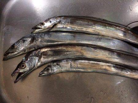 太刀魚、ボチボチ。