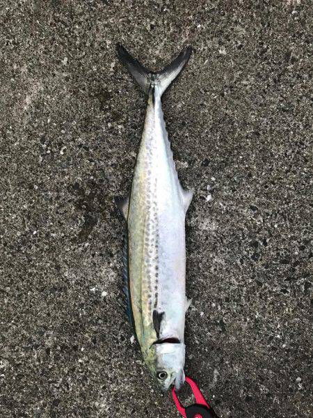 シーバス狙いが