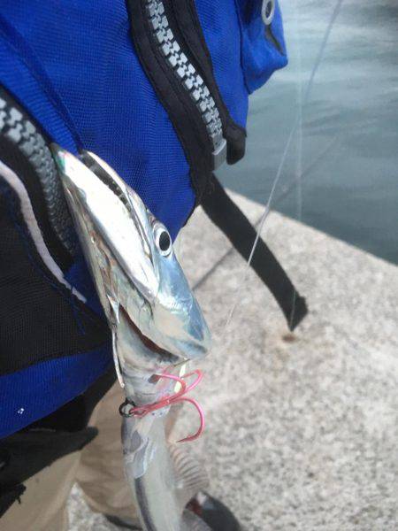 明け方 タチウオ 明けてエソ