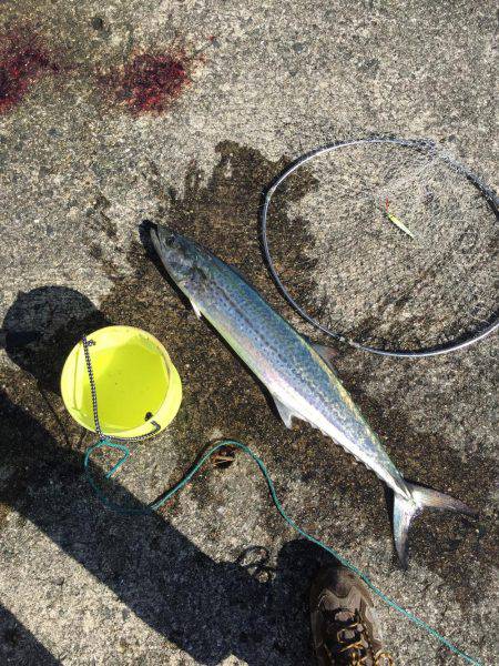 岸和田一文字サワラ！