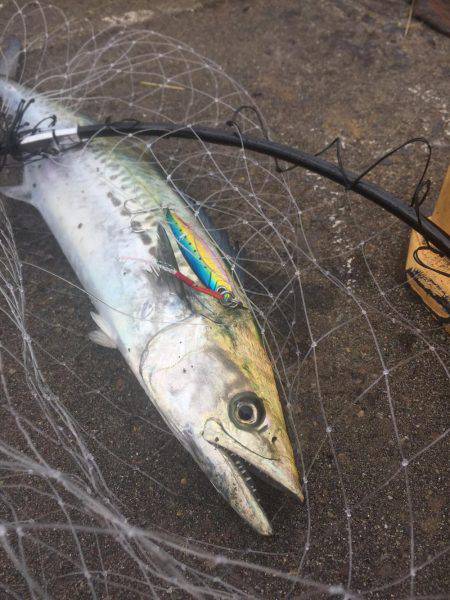 やっと湾内にもタチウオ