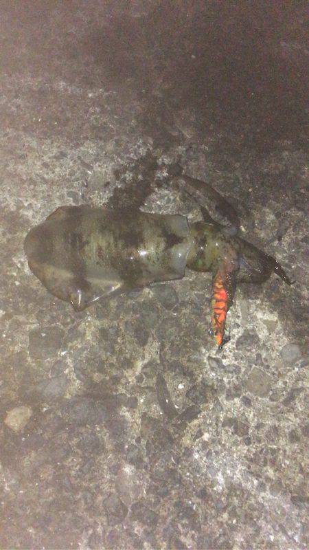 グッドサイズのアオリイカ