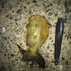 連休アオリイカ