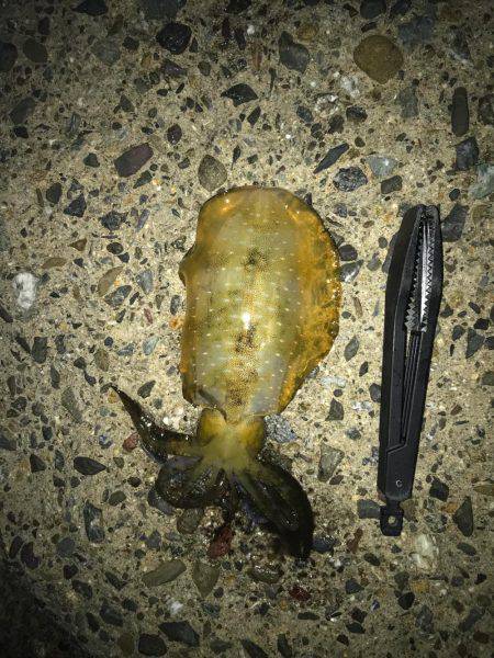 連休アオリイカ