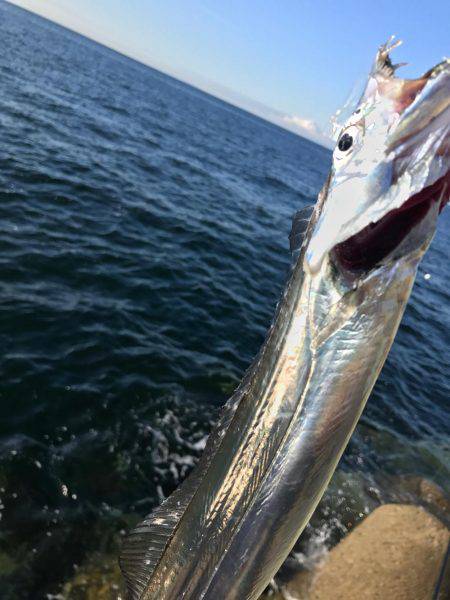 シブいなぁ〜。