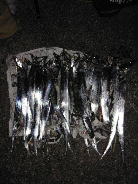 タチウオ爆釣と言ってもいいですか