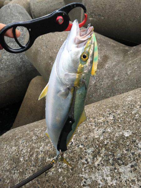 ハマチがぶりぶり でもピキイチ…