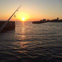 夕まずめエギング