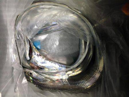 ハマチはバラシ