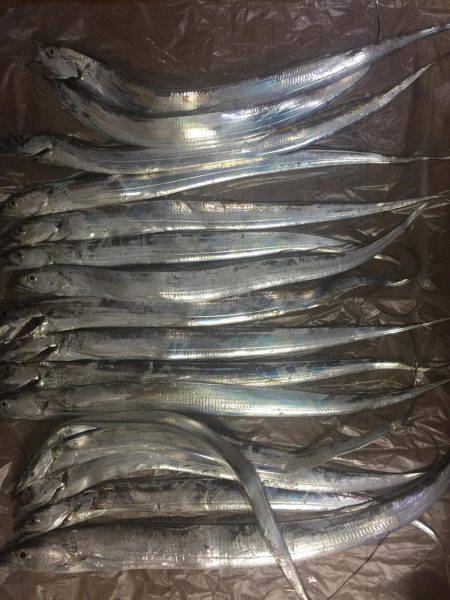 月見ヶ丘公園 太刀魚