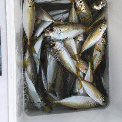 アジで始まりアジで終わり