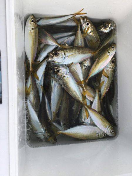 アジで始まりアジで終わり