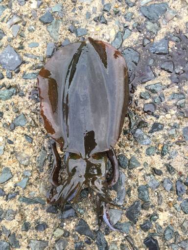 伊根から舞鶴までランガンエギング