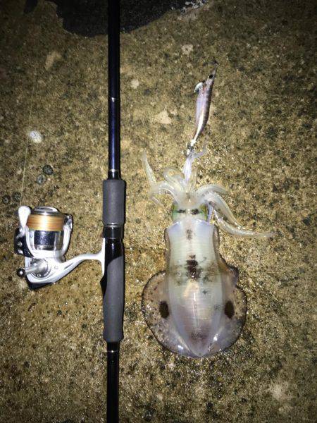 エギングでアオリイカ