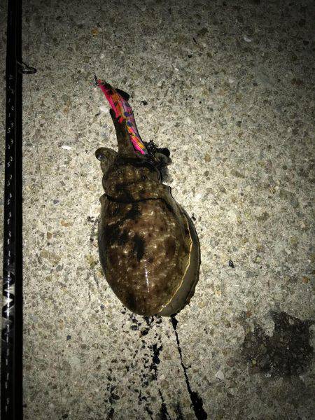 塩屋漁港エギング