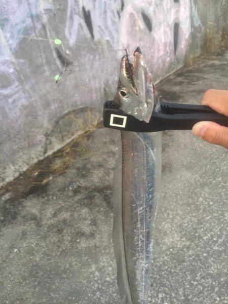 甲子園浜にてタチウオ