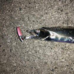 タチウオしかいないのか