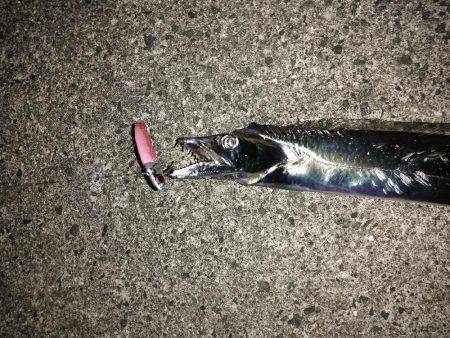 タチウオしかいないのか