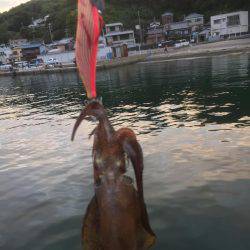 初めてのアオリイカ