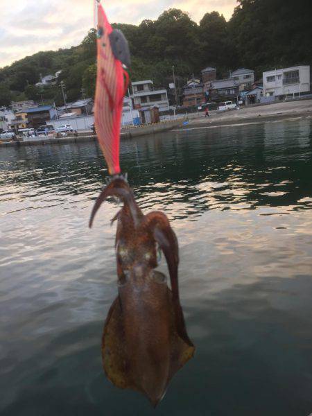 初めてのアオリイカ