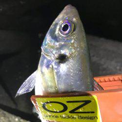 アジング、爆った!