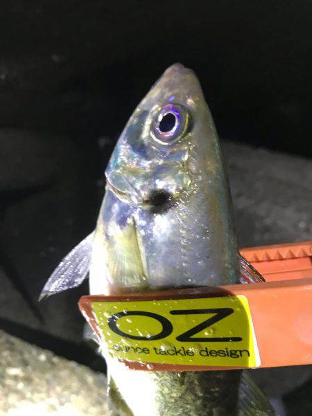 アジング、爆った!