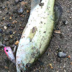 明石川にも居た