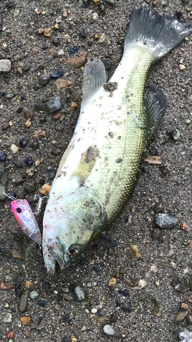 明石川にも居た