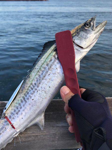 サクッと？ライトショアジギング