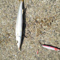 2017年10月9日釣行in鷹島